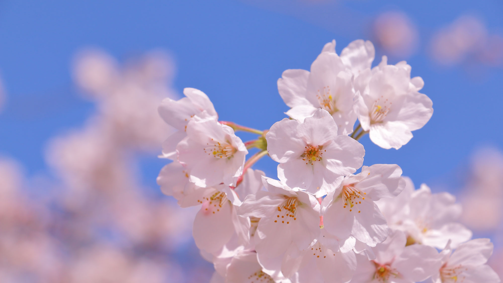 桜峰会